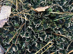 Image of felt lichen