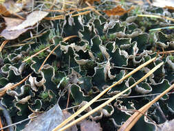 Image of felt lichen