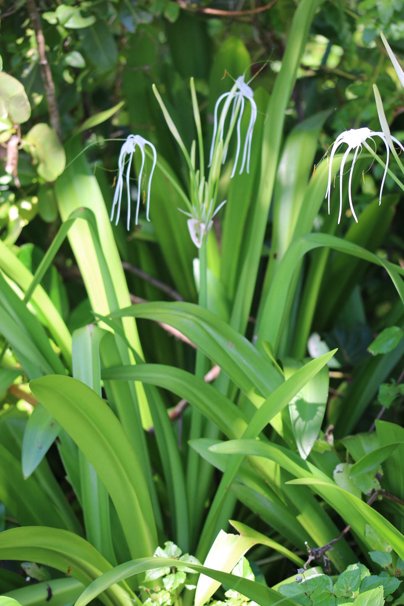 Image of beach spiderlily