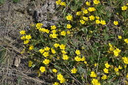 Image of Potentilla incana Gaertn. Mey. & Scherb.