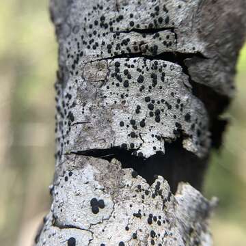 صورة Baculifera curtisii (Tuck.) Marbach