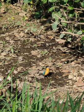 Image of Mangrove Pitta