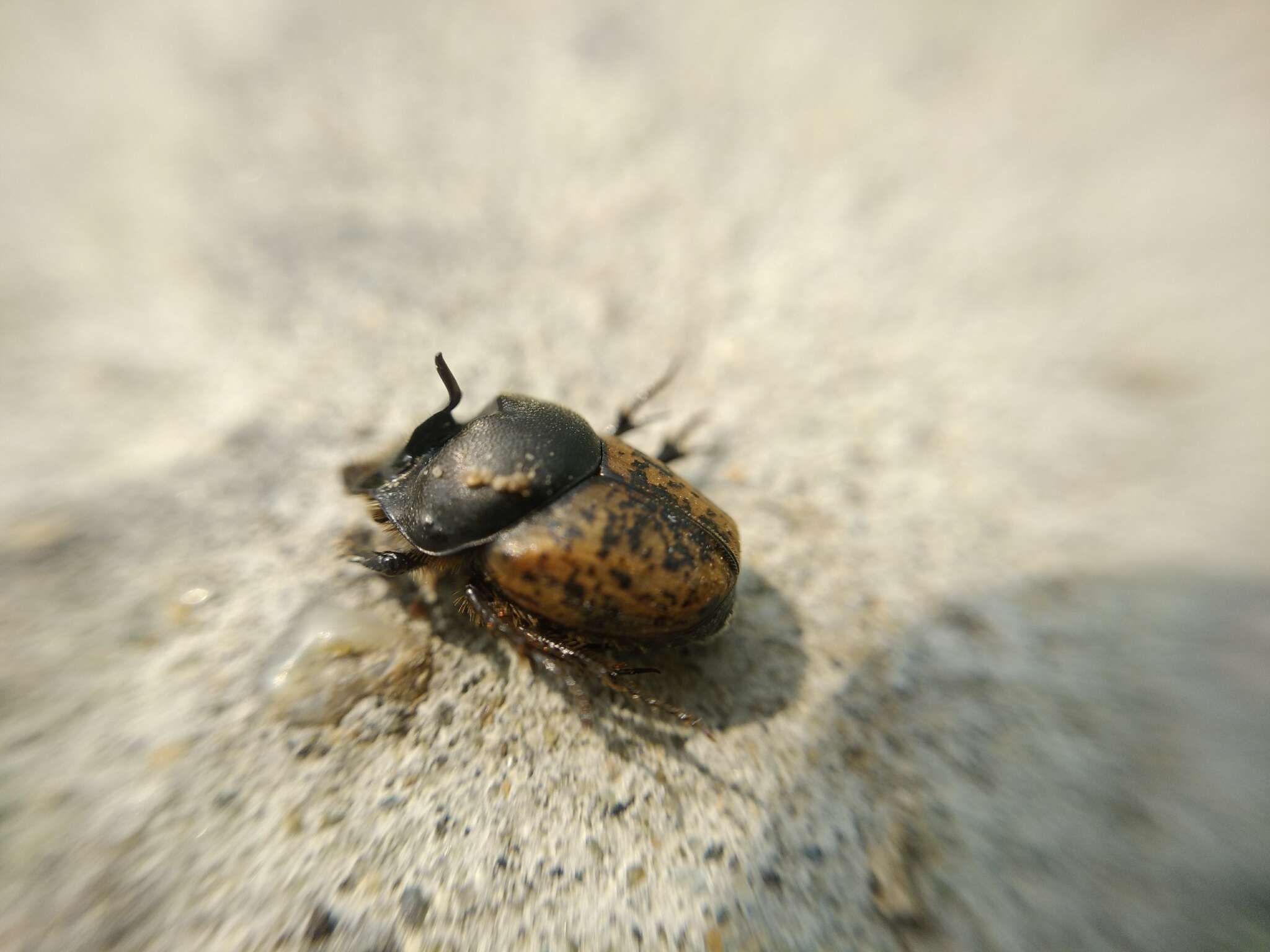 Image of Onthophagus (Palaeonthophagus) gibbulus (Pallas 1781)