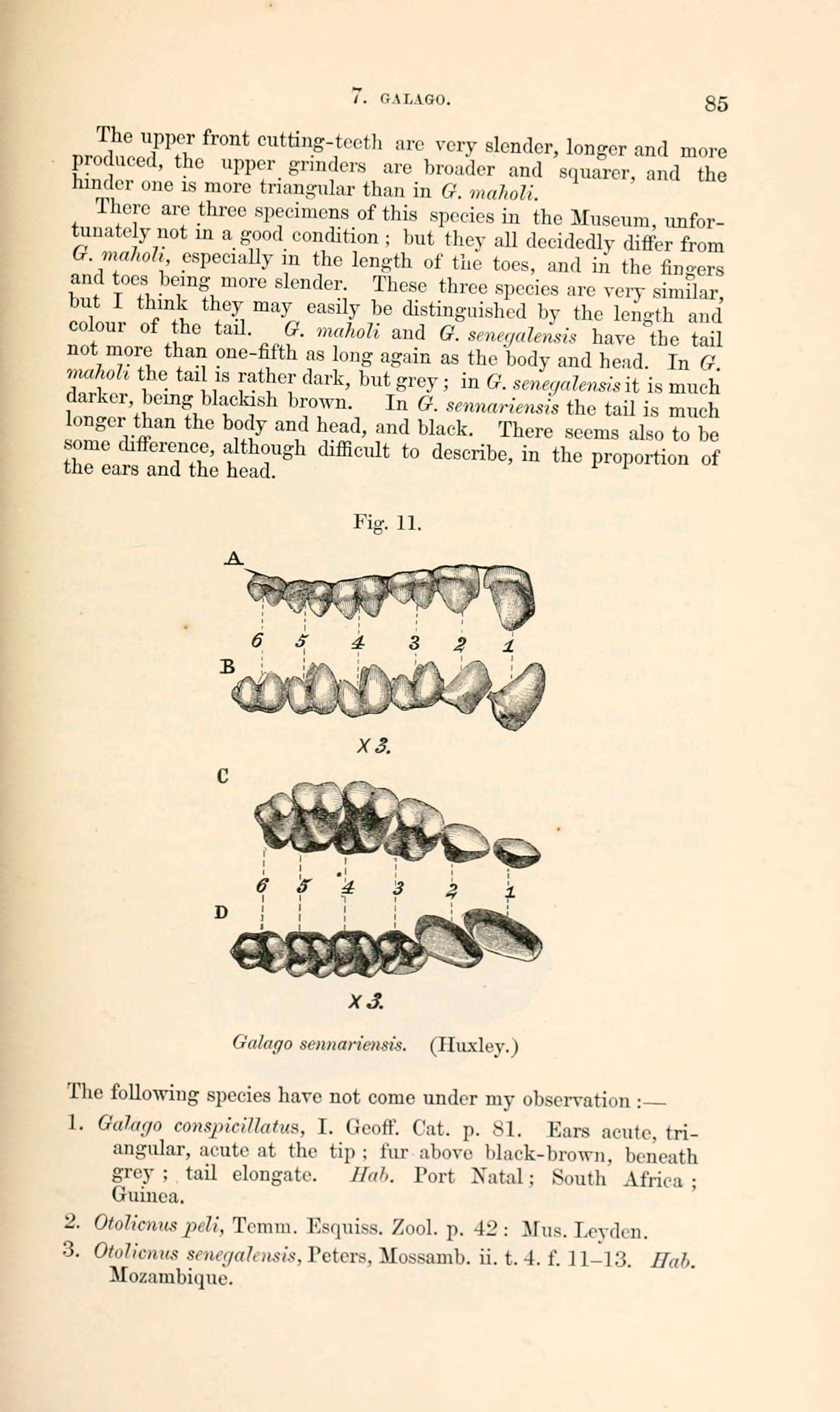 Image of Lesser Galagos