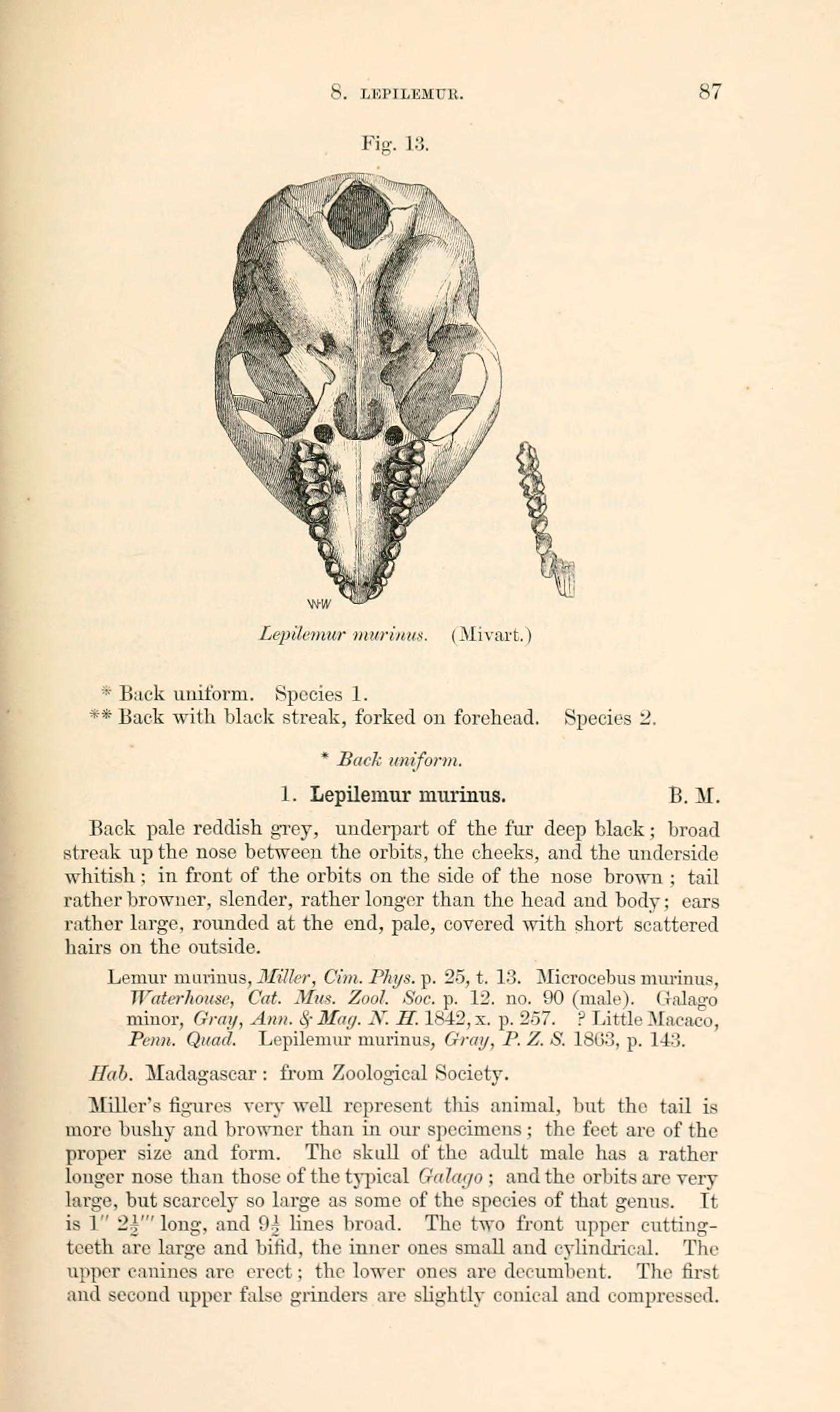 Sivun Lepilemuridae Gray 1870 kuva