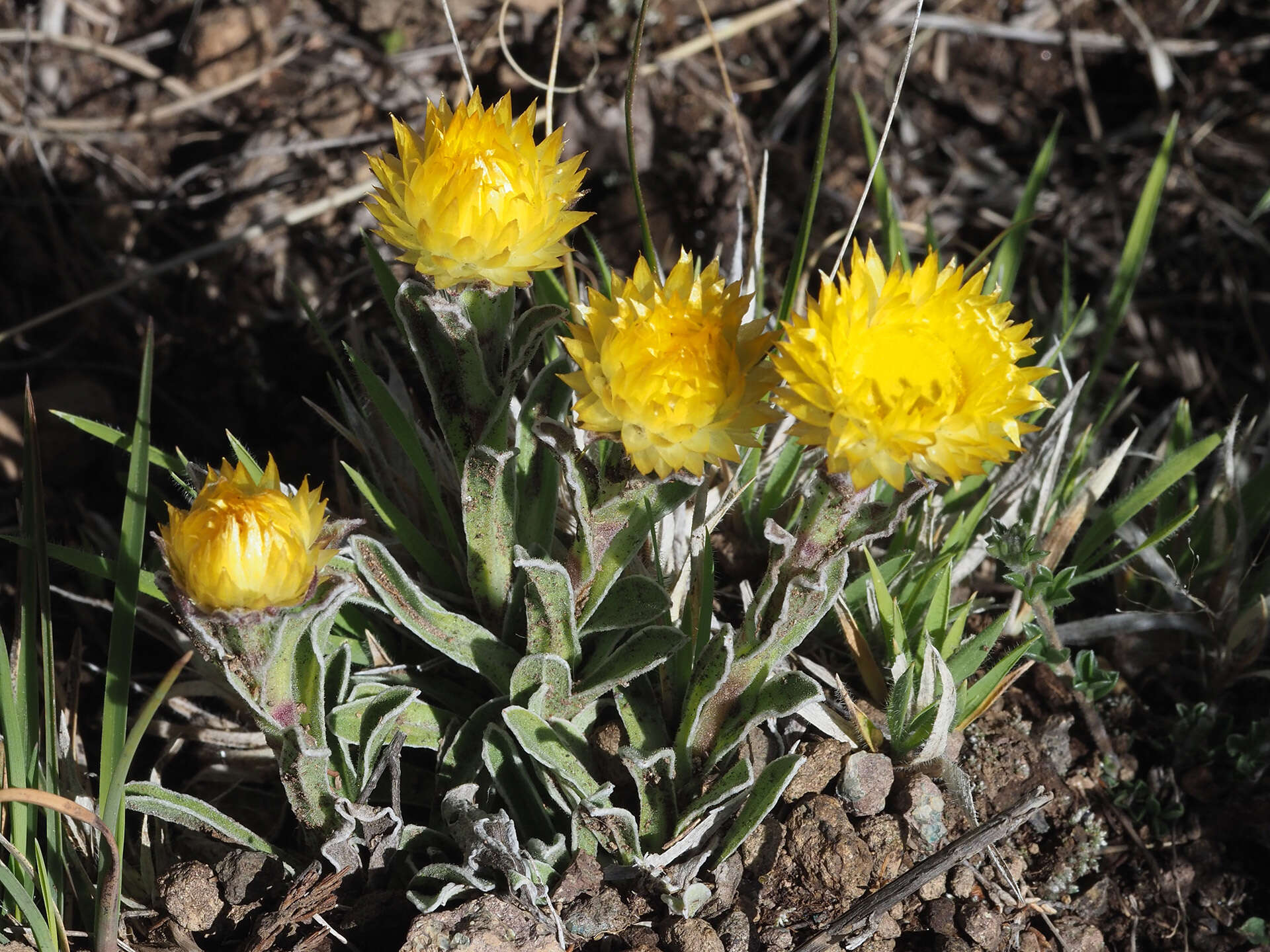 Image of Bright Yellow Everlasting