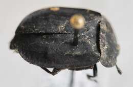 صورة Oiceoptoma inaequale (Fabricius 1781)