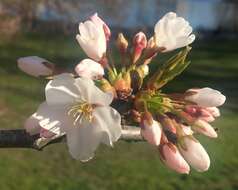 Plancia ëd Prunus yedoensis Matsum.