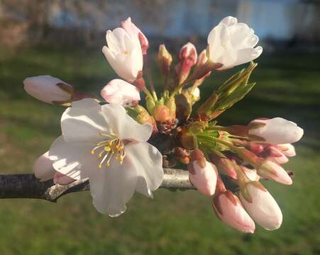 Imagem de Prunus yedoensis Matsum.