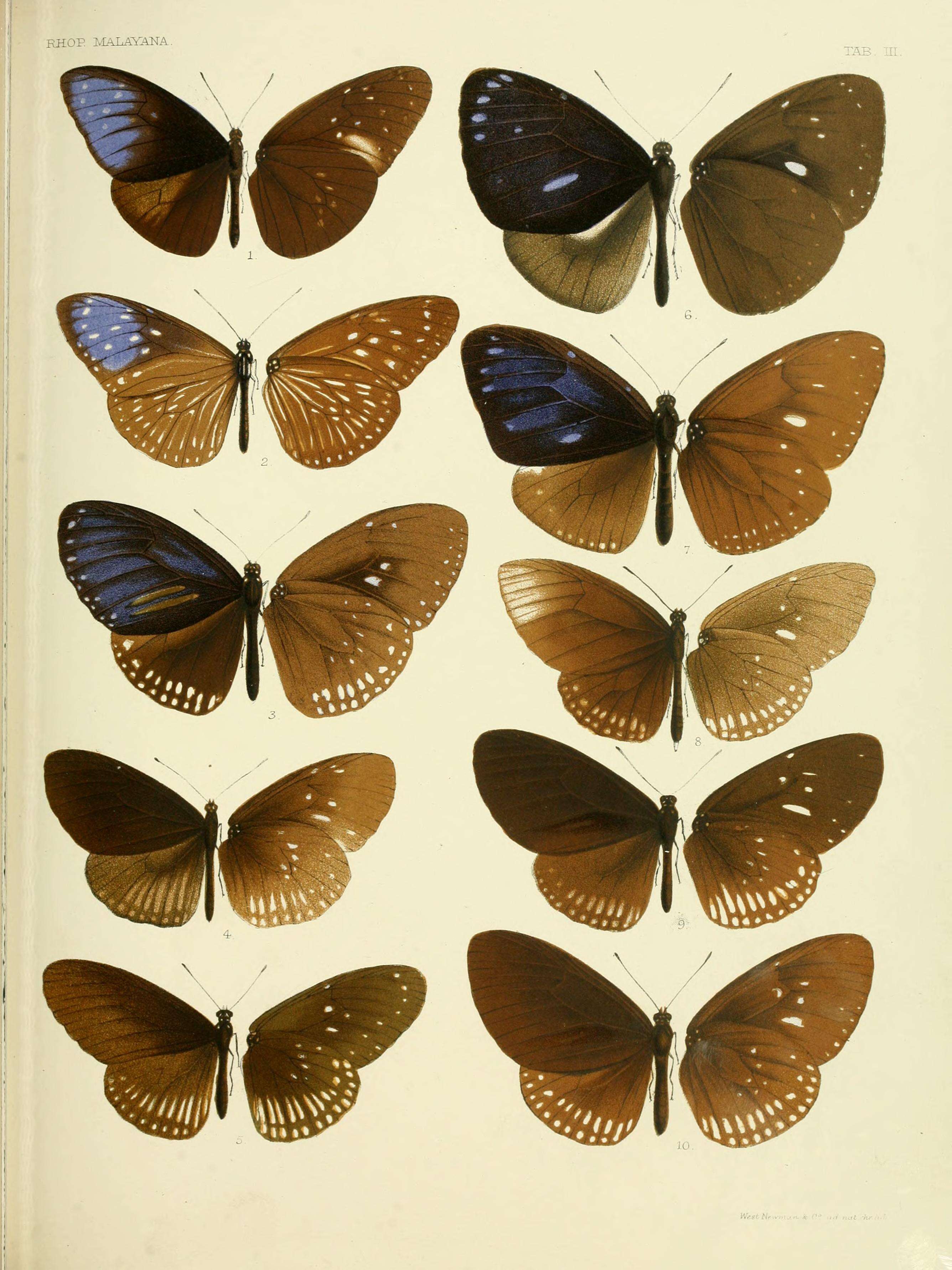 Euploea nemertes Hübner 1806 resmi