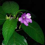 Image of Impatiens pulcherrima Dalzell