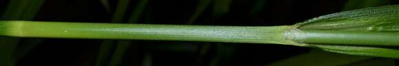 Sivun Scirpus georgianus R. M. Harper kuva