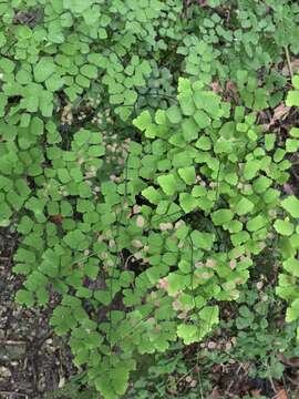 Image of fan maidenhair