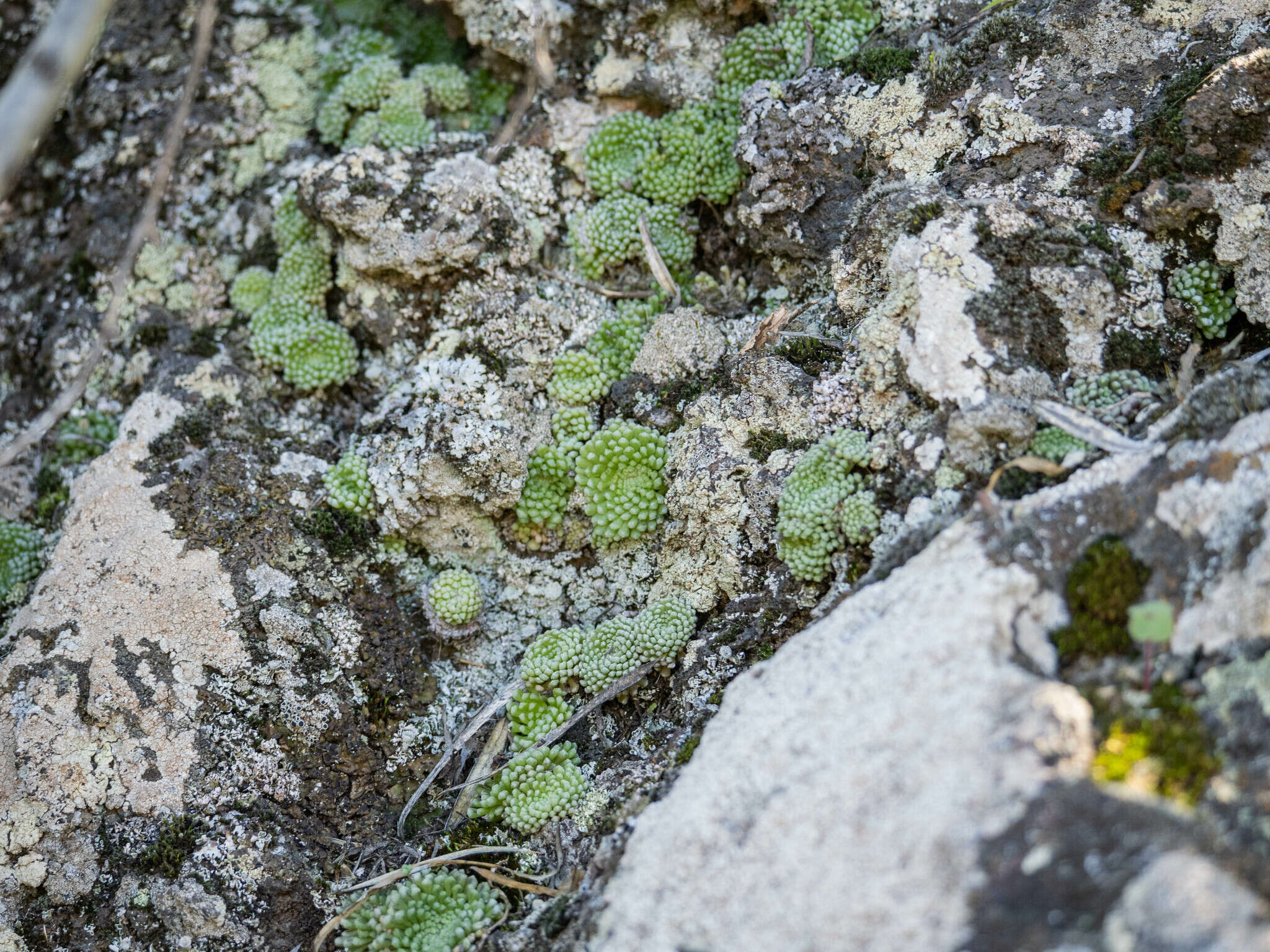 Image of Monanthes pallens (Webb) Christ