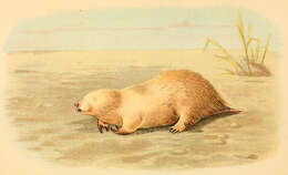 Image of marsupial moles