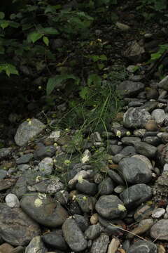 Image of Scabiosa bipinnata C. Koch