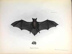 Image de Myotis chiloensis (Waterhouse 1840)