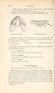 Image of Incilius cristatus (Wiegmann 1833)