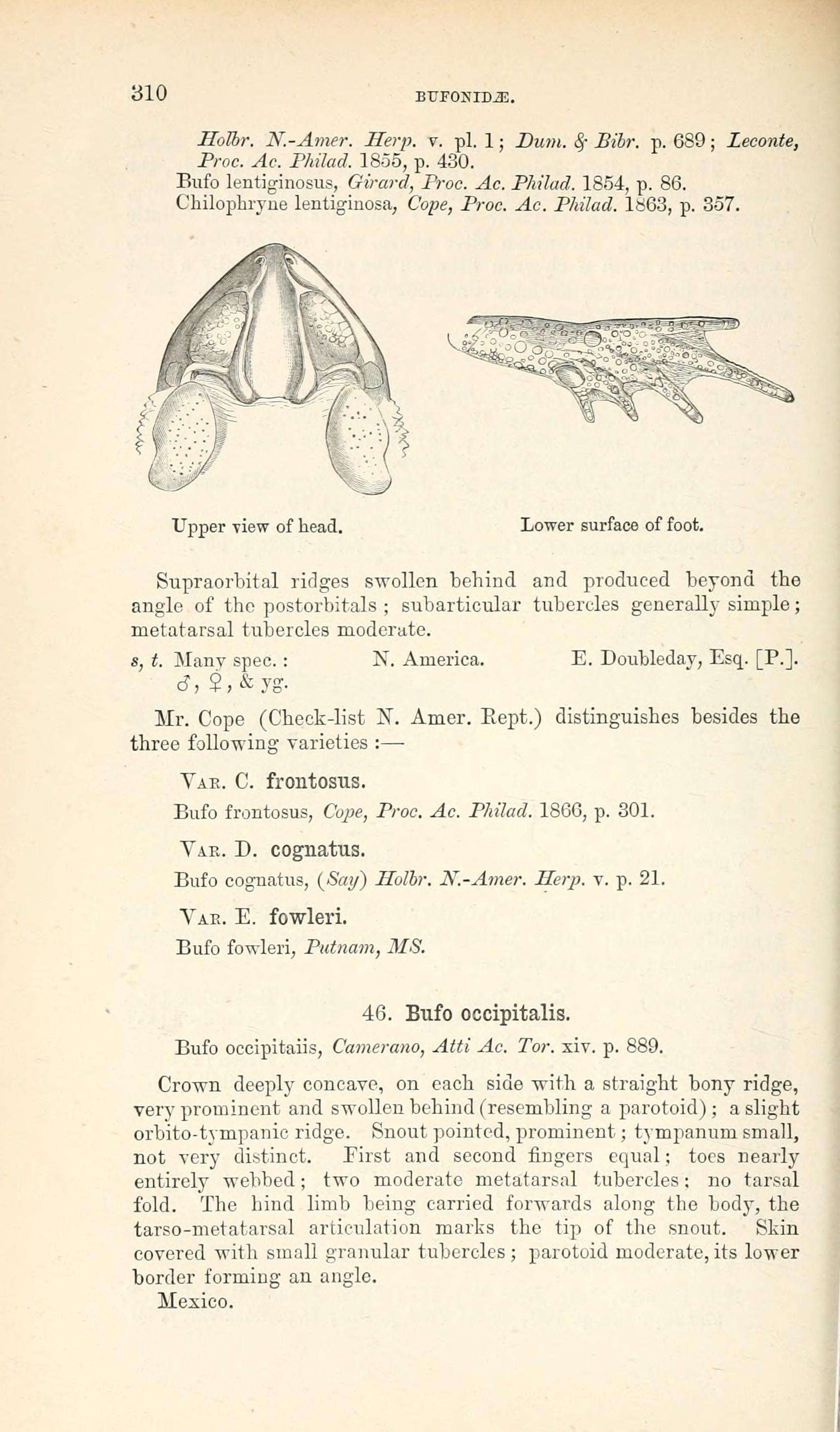 Image of Incilius cristatus (Wiegmann 1833)