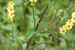 Image of nettle-leaf mullein