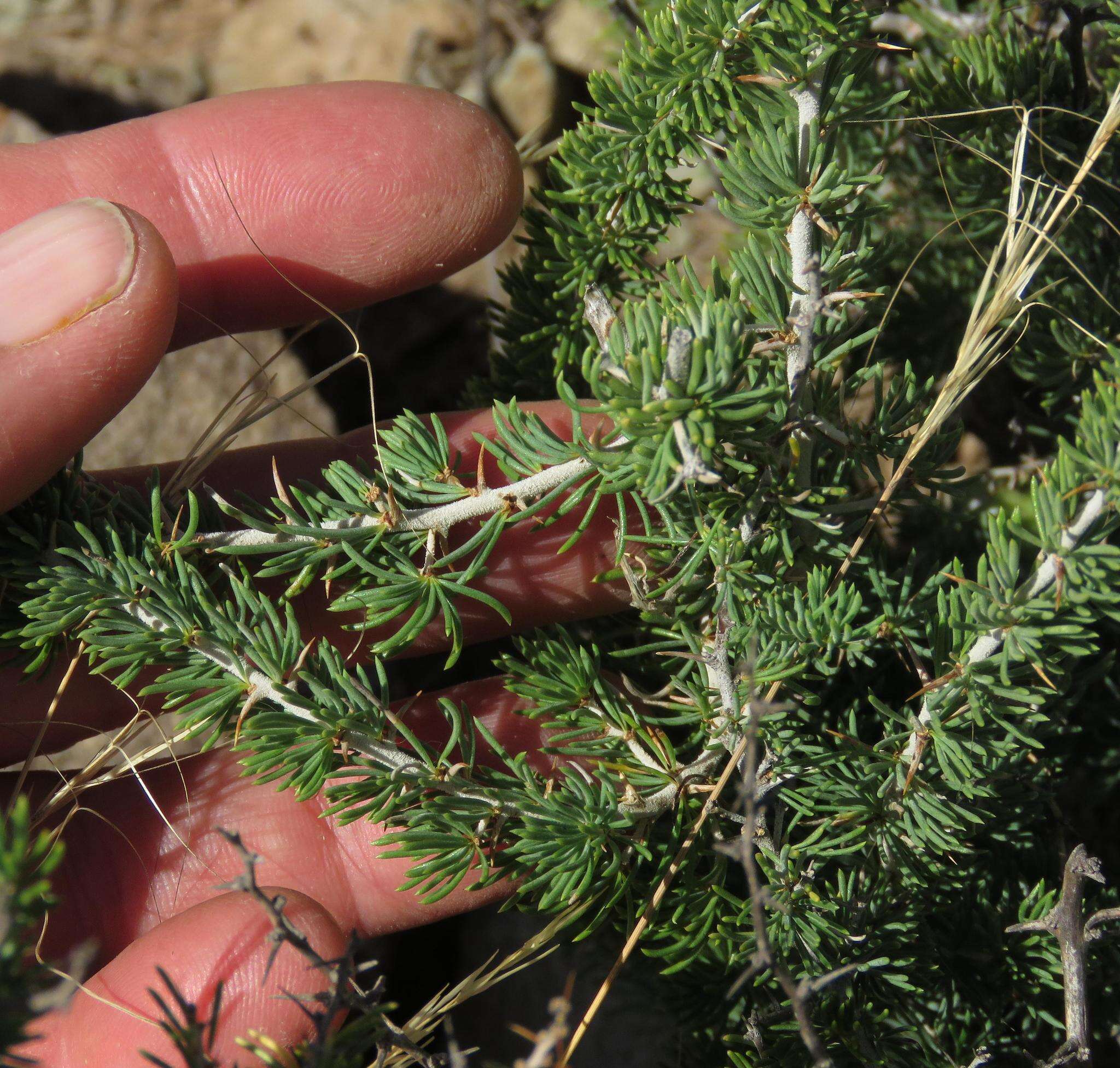 Image of Asparagus acocksii Jessop