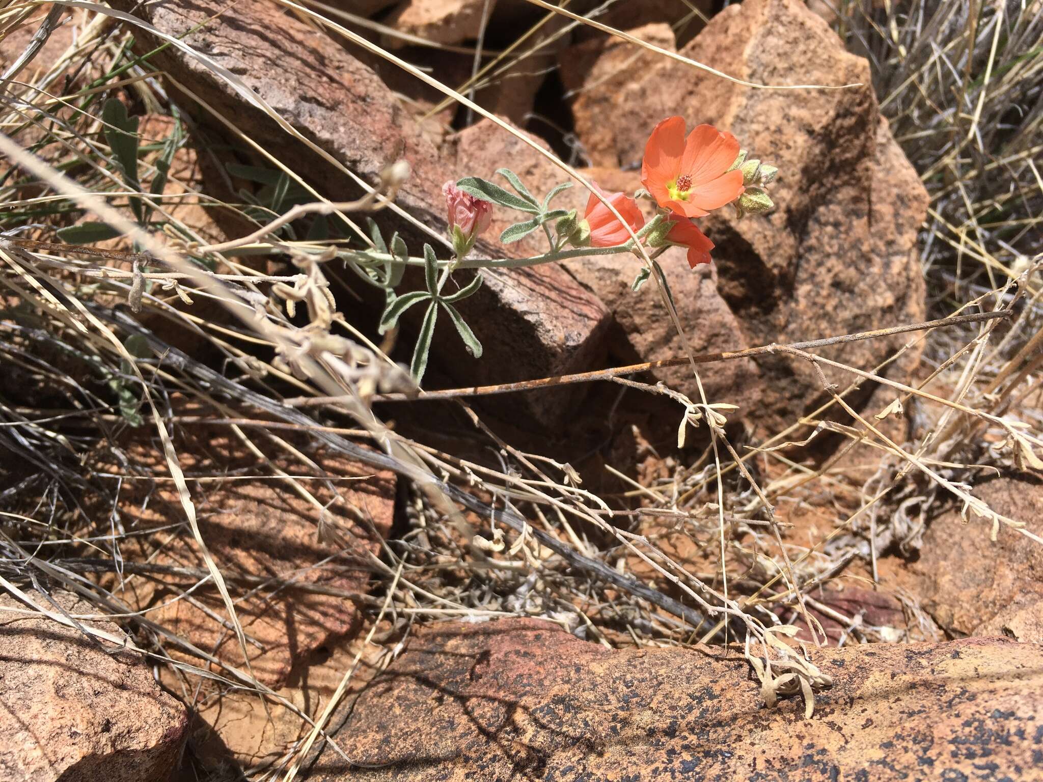 Image of spear globemallow