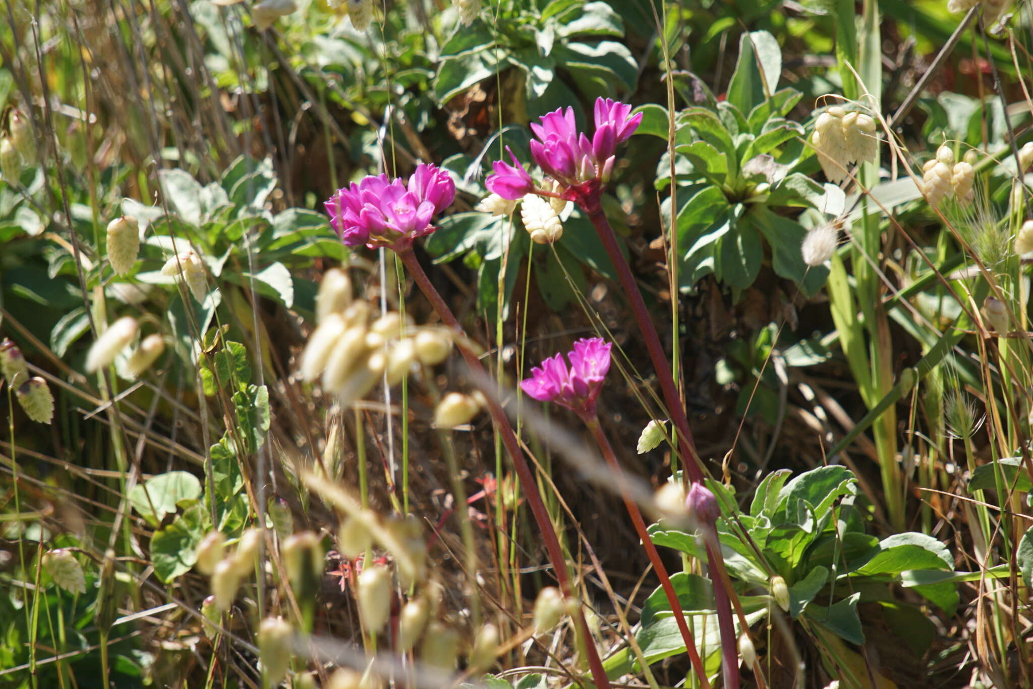 Image of coastal onion