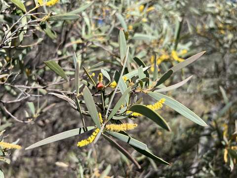 Imagem de Acacia catenulata C. T. White