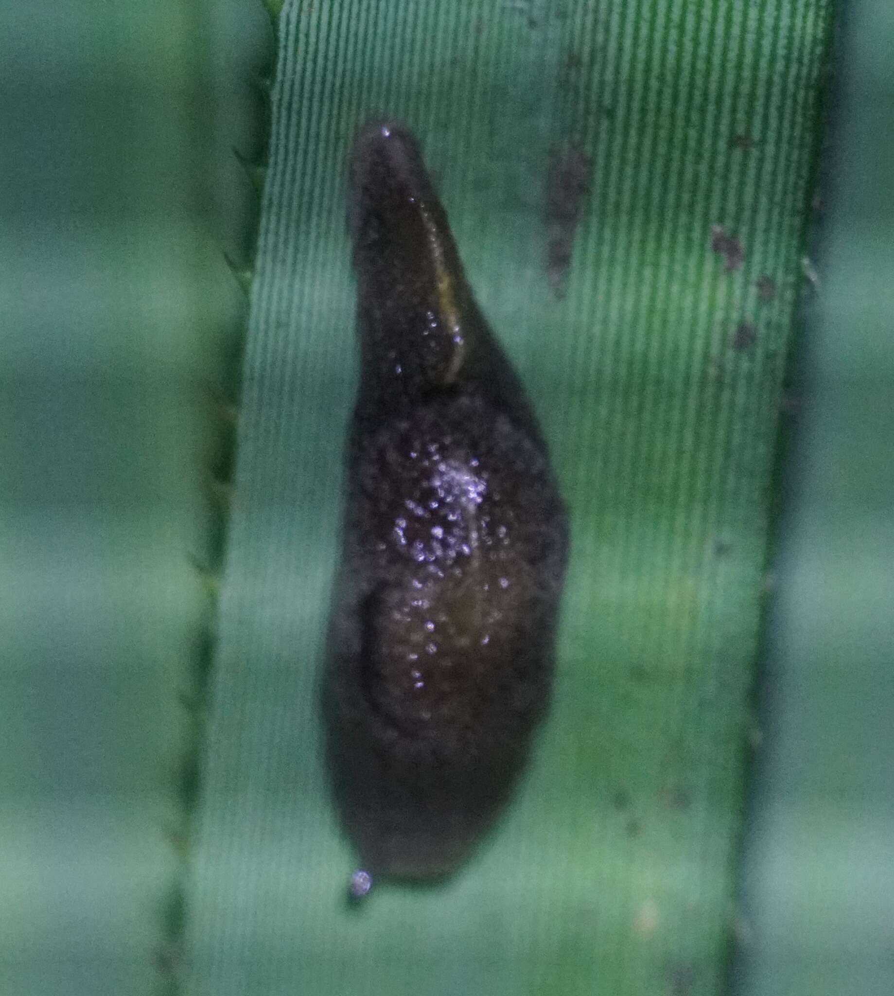 Image of Parmacochlea furca Hyman & Köhler 2020