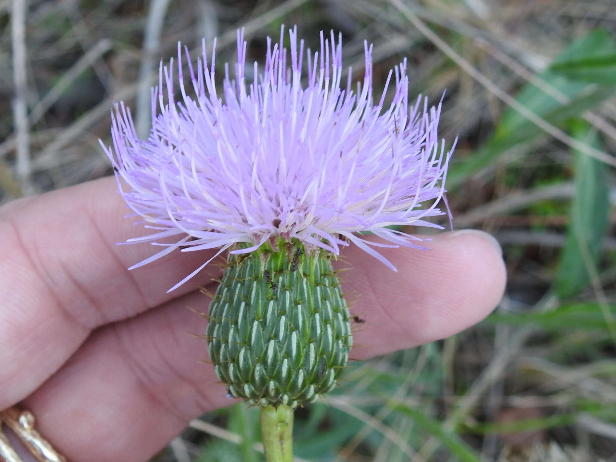 Image of Texas thistle