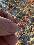 Image of hairy jointweed