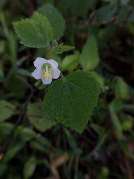 Image of Hibiscus lobatus (Murray) Kuntze