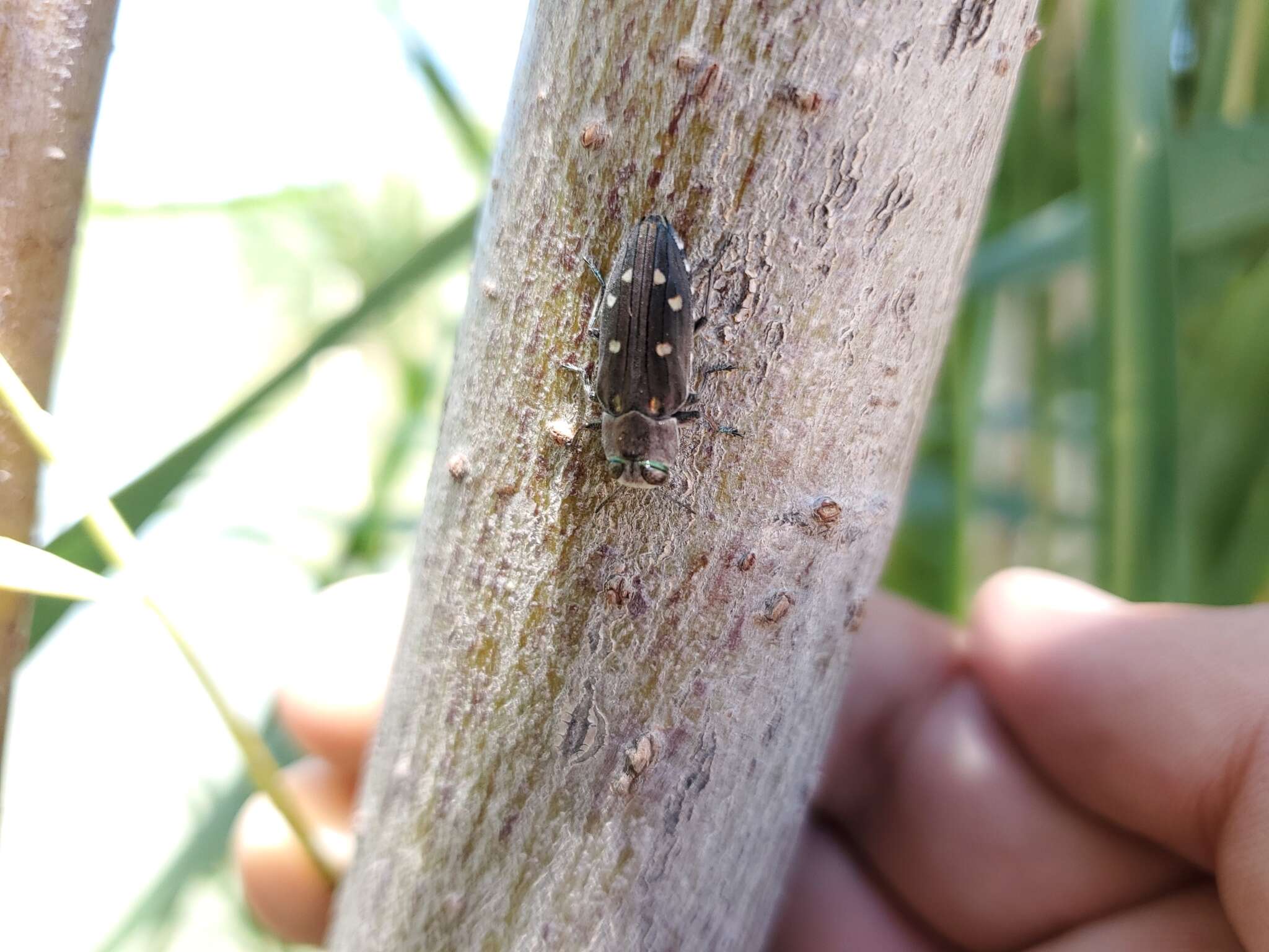 Image of Jewel beetle