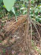 Imagem de Clematis carrizoensis D. Estes