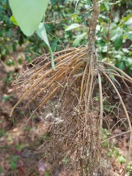 Image of Clematis carrizoensis D. Estes