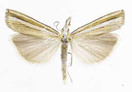 Image of Agriphila aeneociliella Eversmann 1844