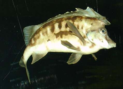 Image of southern pigfish