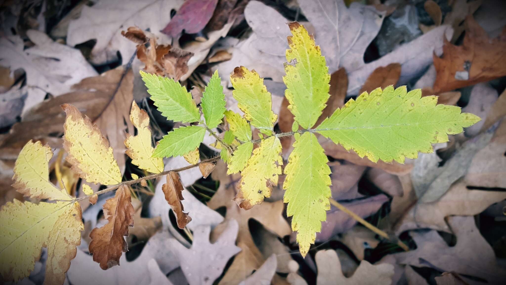 Image of soft agrimony