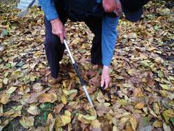 Image of Common walnut