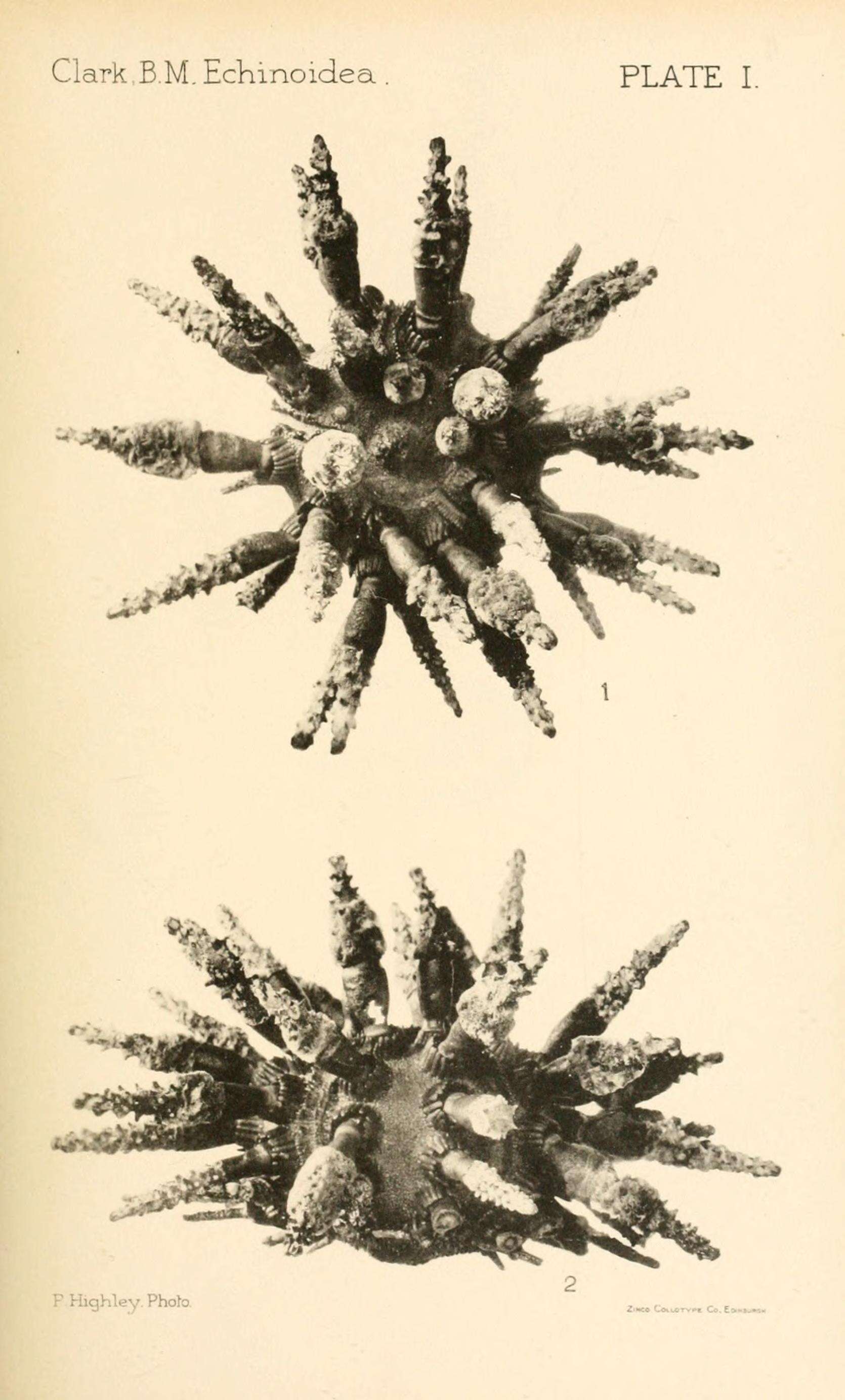 Image of Chondrocidaris brevispina H. L. Clark 1925