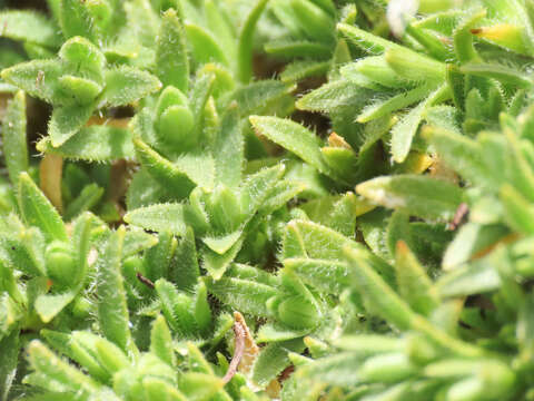 Image of Cerastium thomasii Ten.