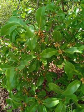 Image of Capurodendron pervillei (Engl.) Aubrév.