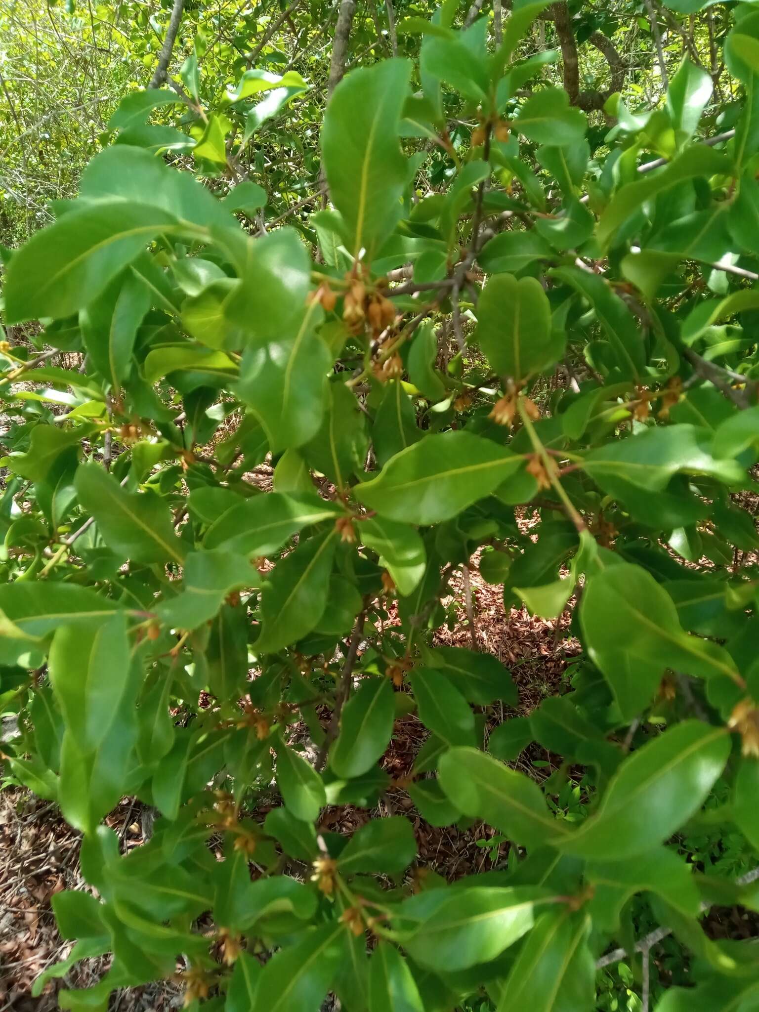 Image of Capurodendron pervillei (Engl.) Aubrév.