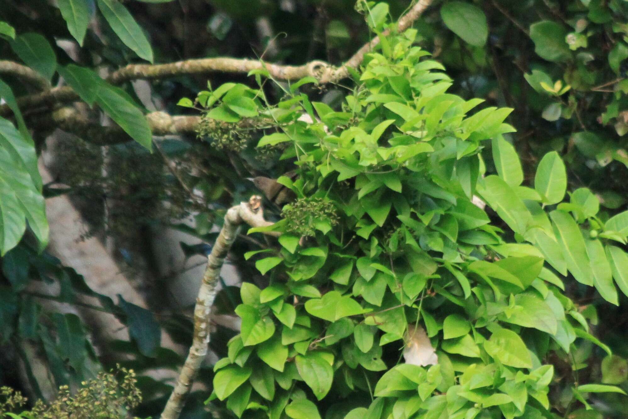 Image of Dusky White-eye