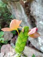 Image of Crossandra longispica Benoist