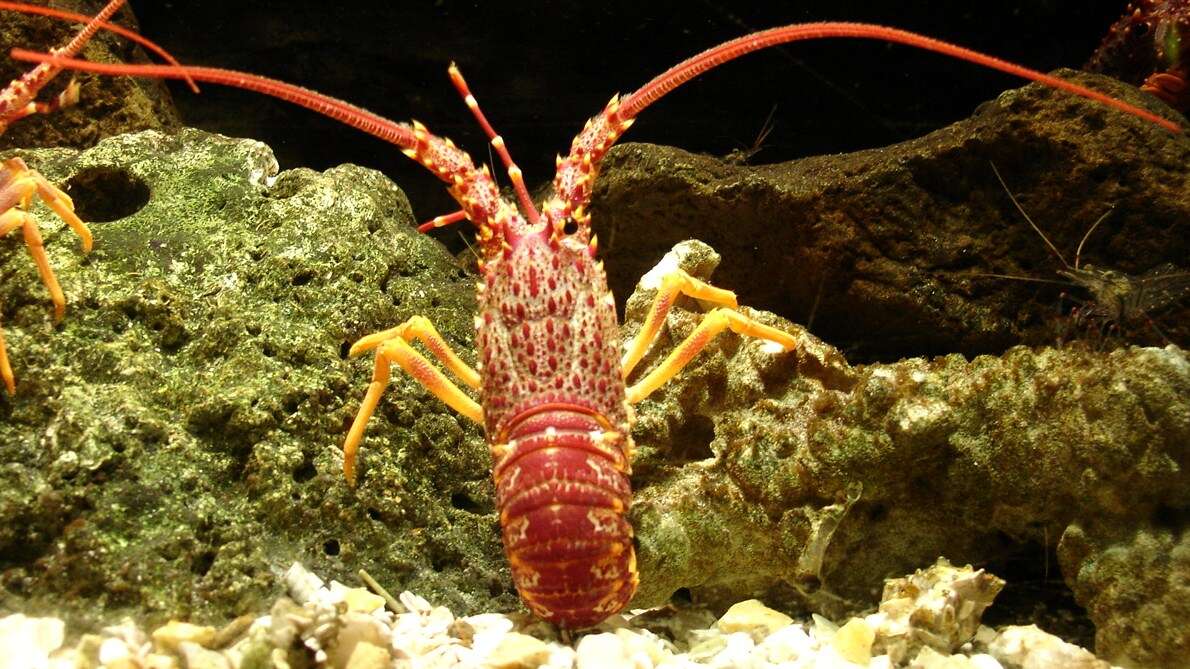 Image of Red Rock Lobster