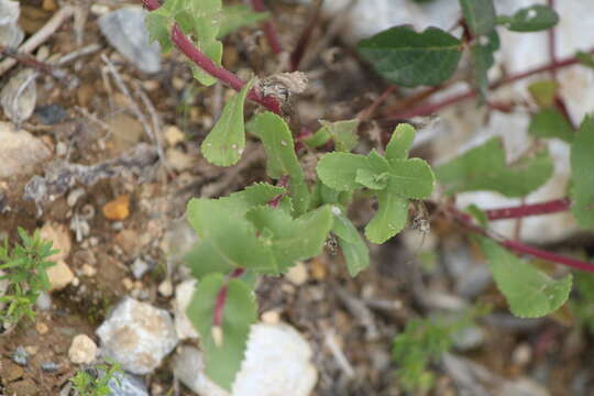 Image of Grindelia subdecurrens DC.