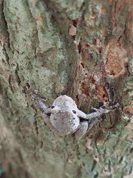 Image de Scinax garbei (Miranda-Ribeiro 1926)