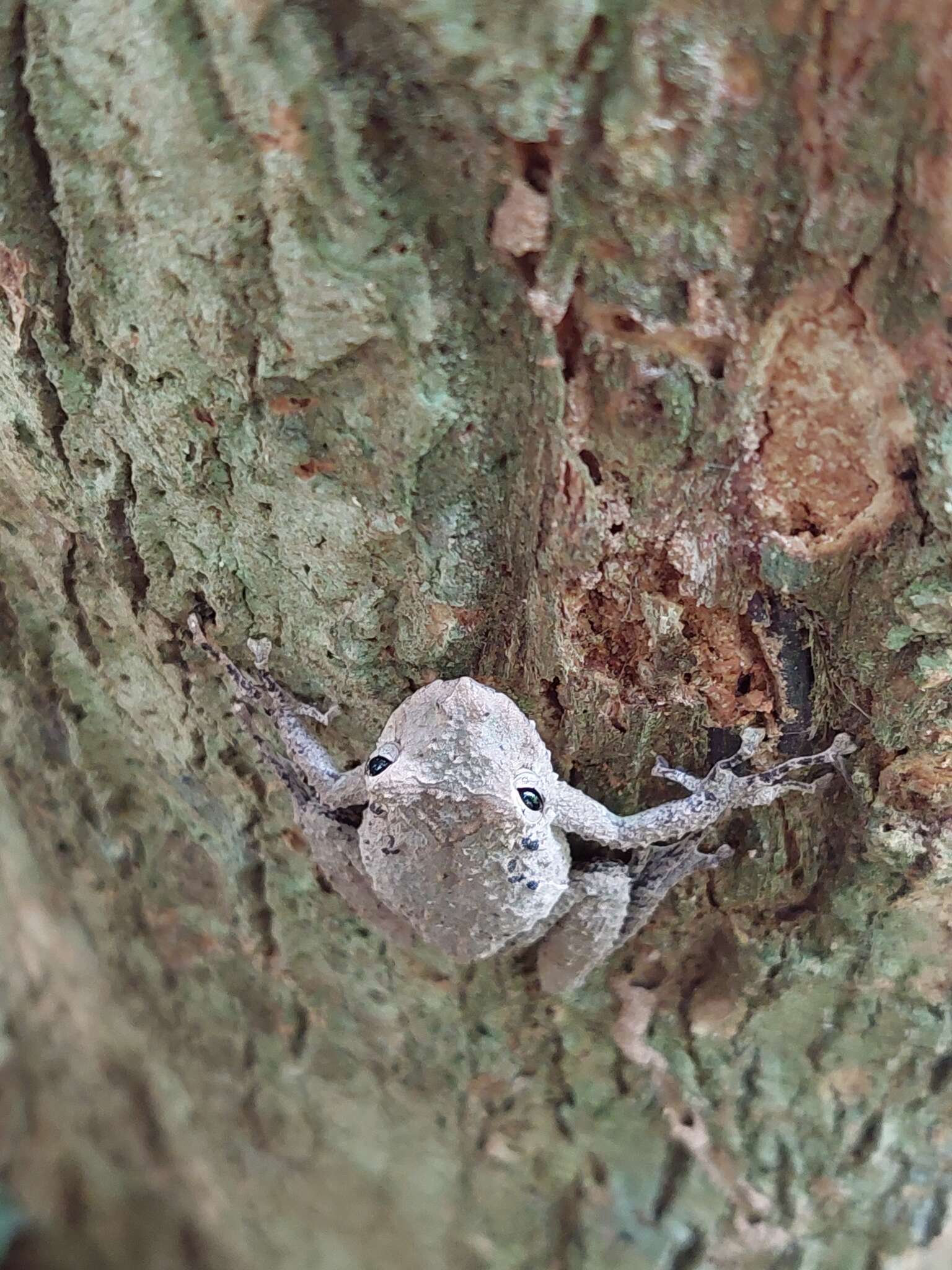 Scinax garbei (Miranda-Ribeiro 1926)的圖片