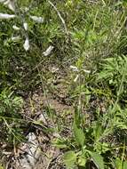 Image of eastern whiteflower beardtongue